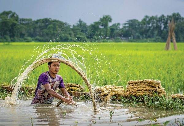 A man is watering rice in a Jute field.