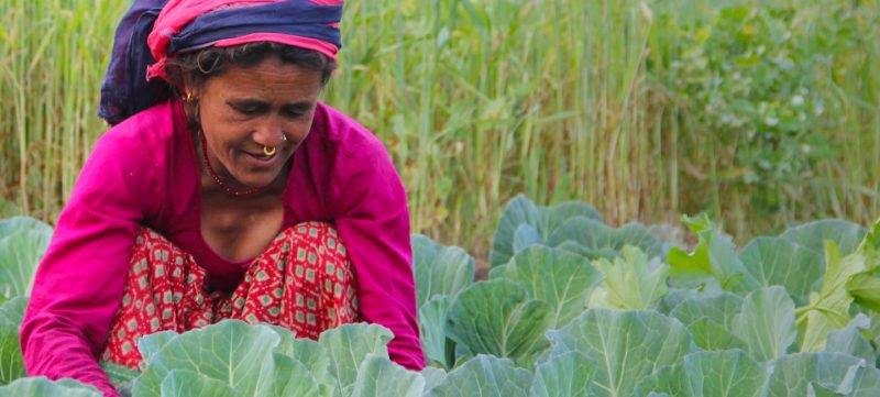 A woman in a field of cabbage.