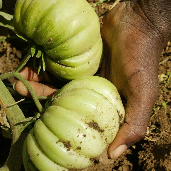A hand energetically holds two green tomatoes in the dirt, symbolizing the transformative power of nature's archive.