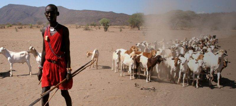 A man with a spear in front of a herd of goats.