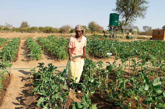 A woman is planting vegetables for progress in a field.