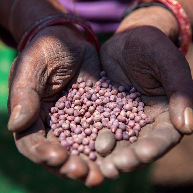 Connecting Nepalese Farmers through a woman's hands holding a bunch of purple seeds.