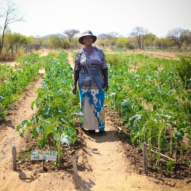 A woman planting vegetables for progress in a field.
