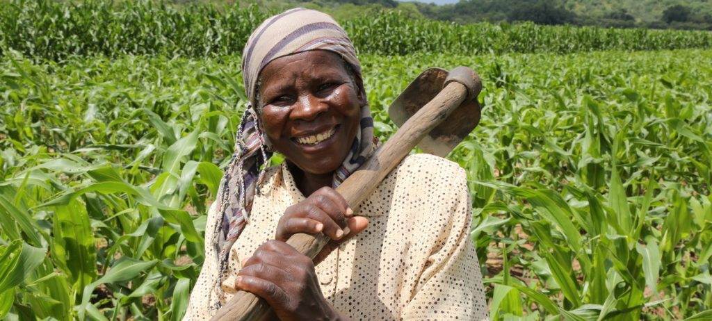 A woman holding a shovel in a cyclone-hit corn field.