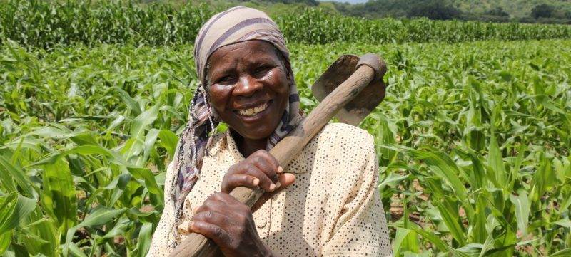 A woman holding a shovel in a cyclone-hit corn field.