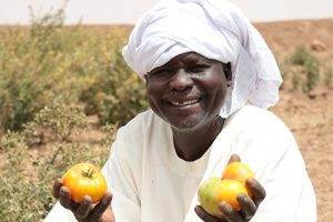 Pumpkins are one of the nutritious, easy-to-grow veggies being grown in North Darfur now that farmers have access to water to irrigate their land. 