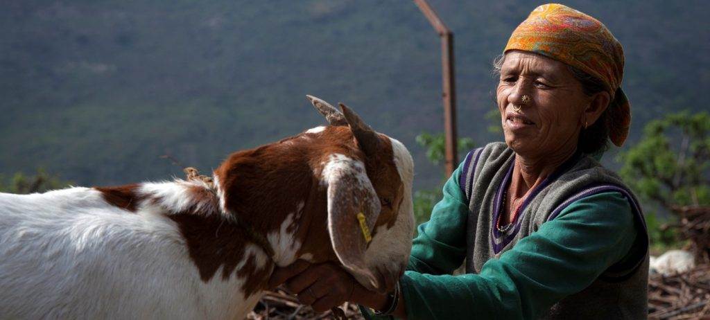 A woman petting a goat in the mountains where we work.