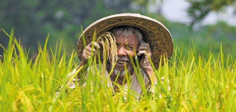 A man in a straw hat ingeniously multitasking in a rice field.