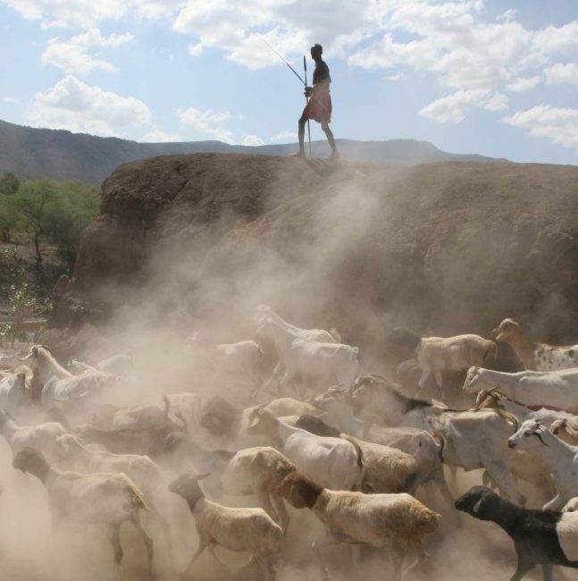 A man is using technology to lead a herd of goats, enabling adaptation to climate change.