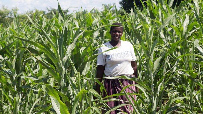 A woman standing in a Malawian cornfield.
