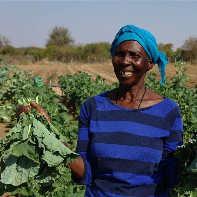 A woman in a blue t-shirt expertly transforms water into work in a field of kale.
