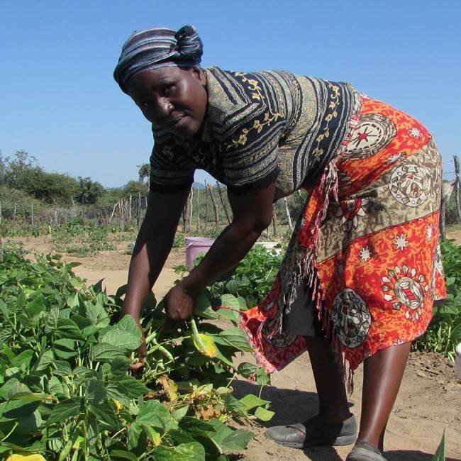 A woman harvesting vegetables in a field, promoting good health.