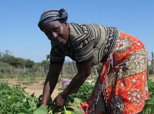 A woman is harvesting vegetables in a field for good health.