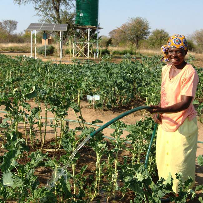 A woman turning water into work by watering kale in a field.