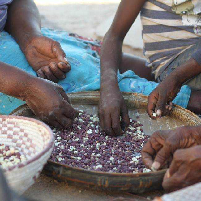 A group of people are harnessing sun-powered energy to sow seeds into a bowl.