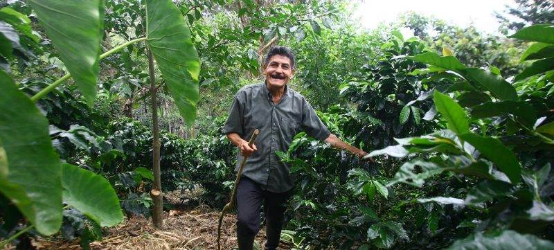 A man in a coffee plantation.