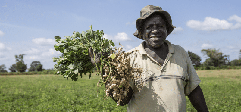 A man in a hat cultivating plants for ICT Works in agriculture.