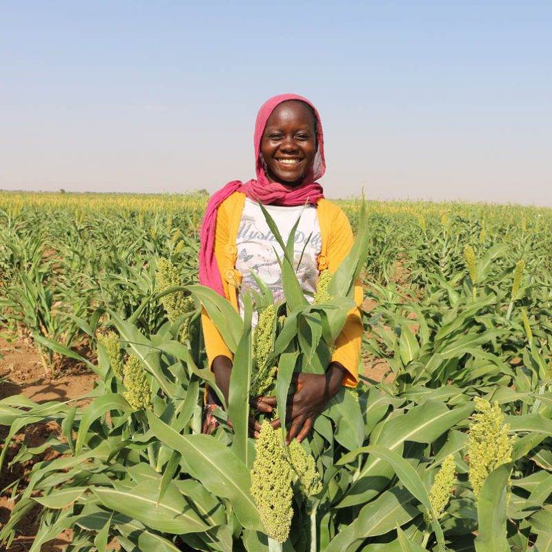 A girl embracing her role as a nourisher, standing amidst a field of sorghum.