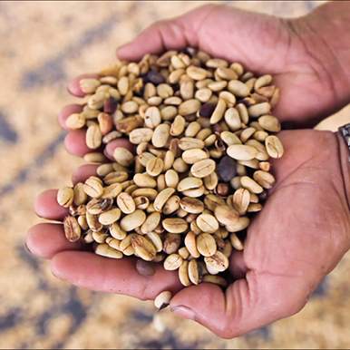 A person's hands holding a bunch of coffee beans, ready to brew the perfect cup with their Planet Pleaser e-gift.