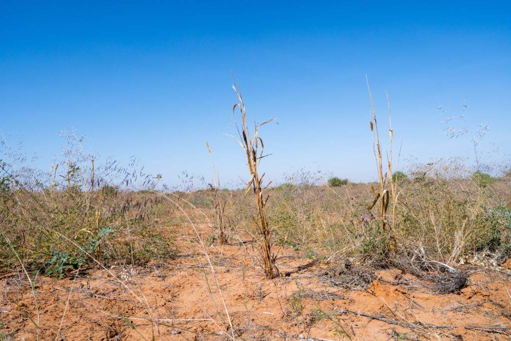 A field of dry grass facing the new climate reality.