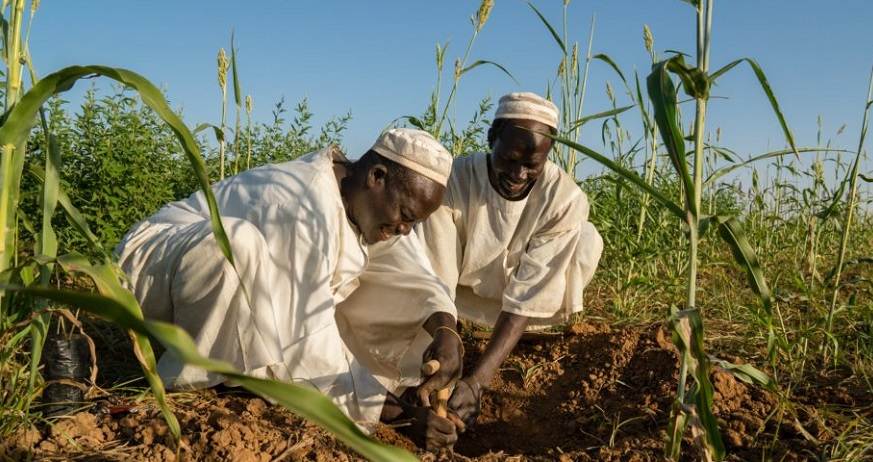 Two men are planting corn in a field.