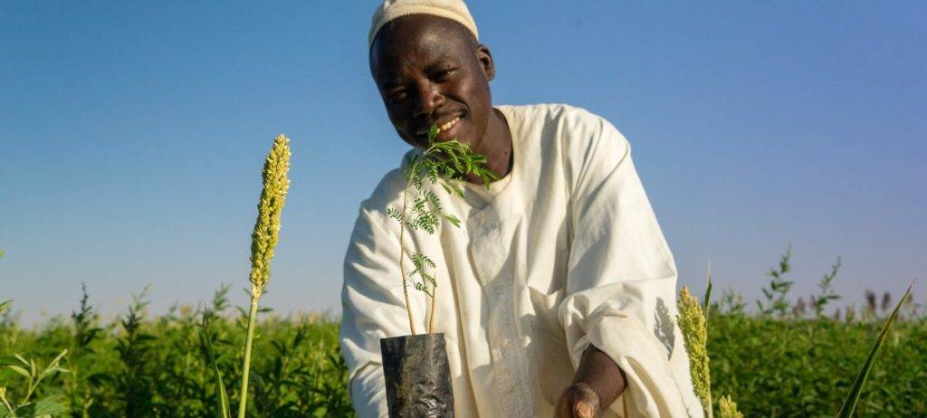 A man is standing in a field of sorghum.