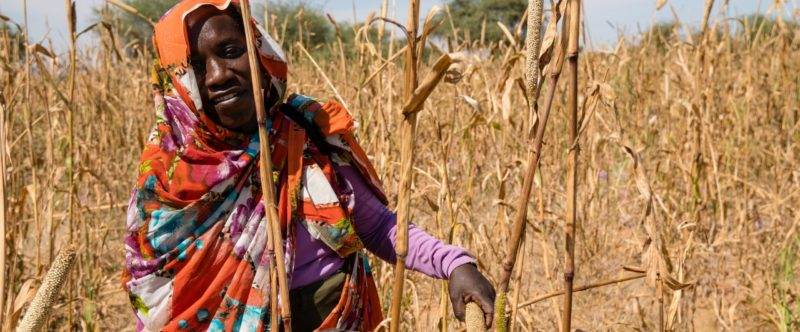 A woman is standing in a field of wheat, working in the shadow of the first climate war.