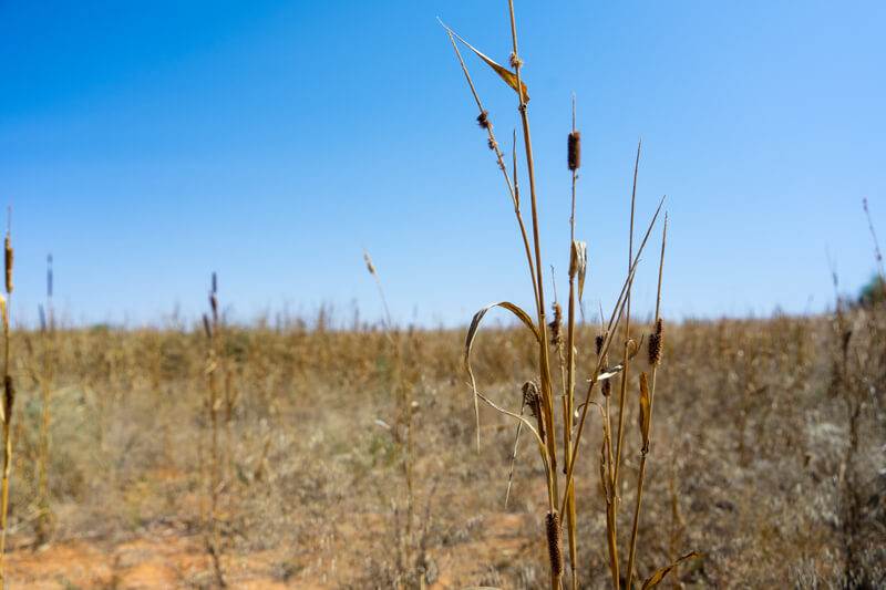 A dry grass field with a blue sky in the background, Darfur's new disco destination.