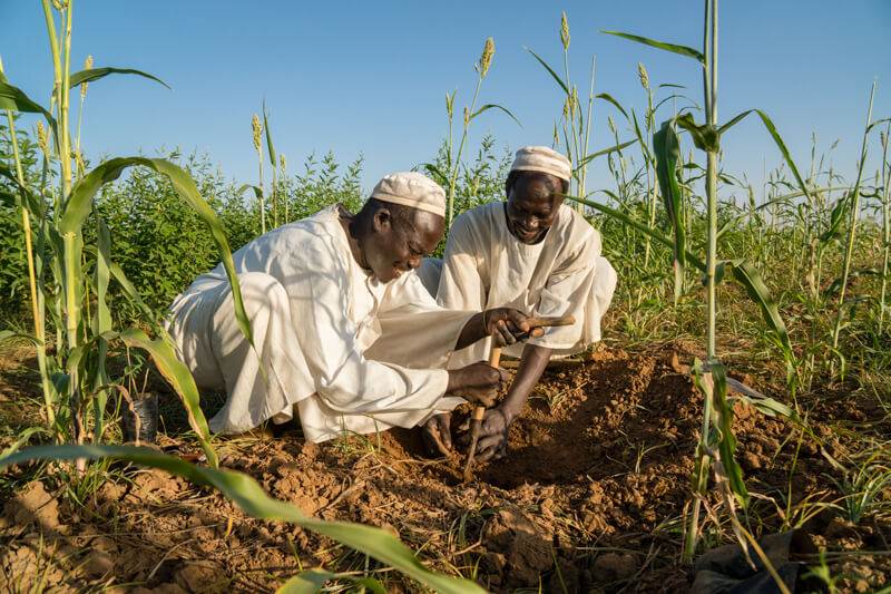 Two men are planting corn in a field as part of an agricultural wholesale operation.