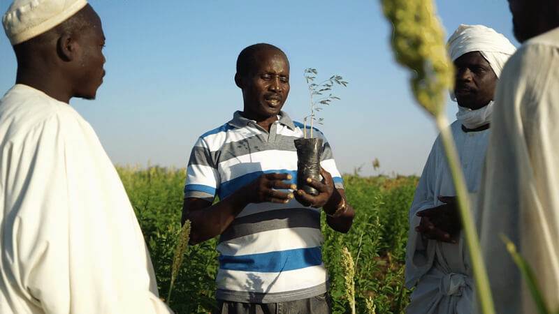 A group of men in a field holding wholesale plants.