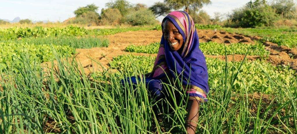 A girl in a blue sarong is planting onions in a field.