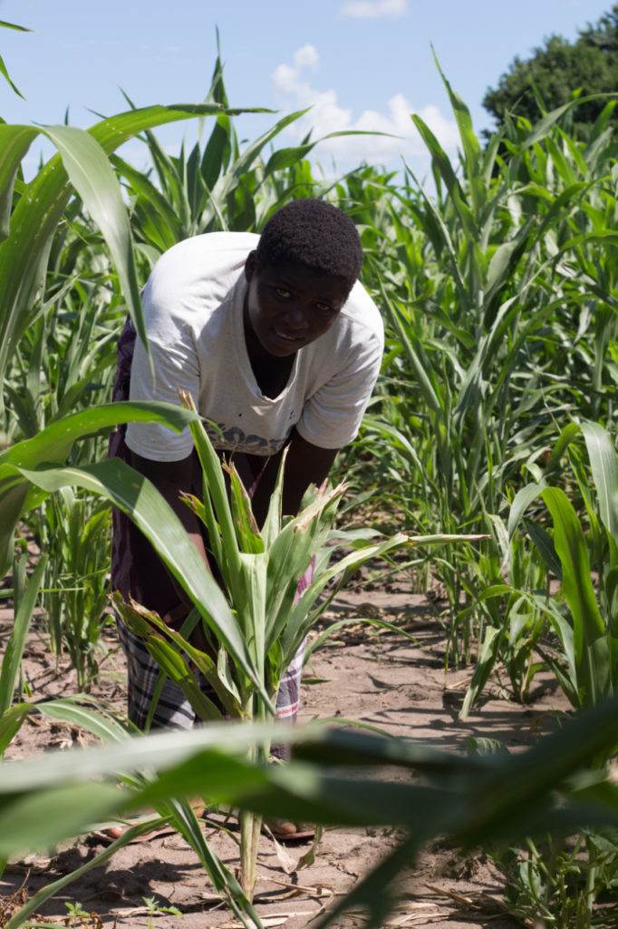 Farmer in Malawi with new crop