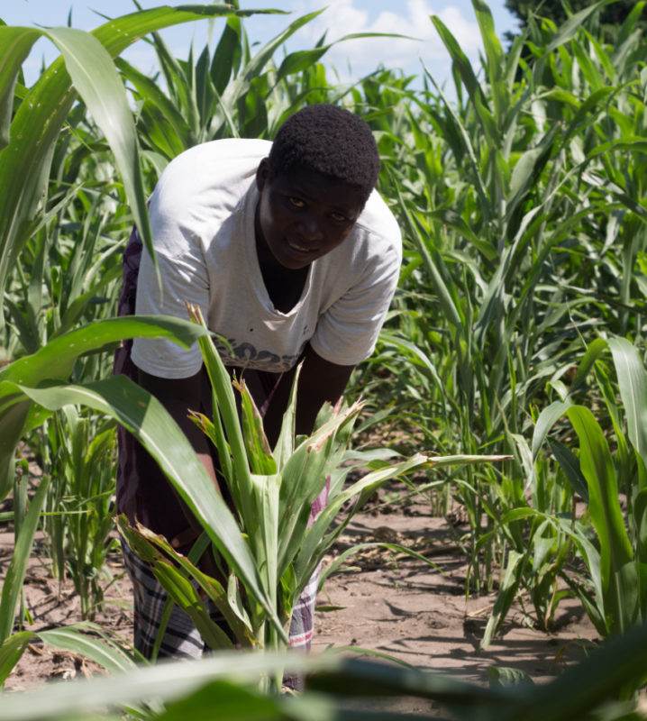 Farmer in Malawi with new crop