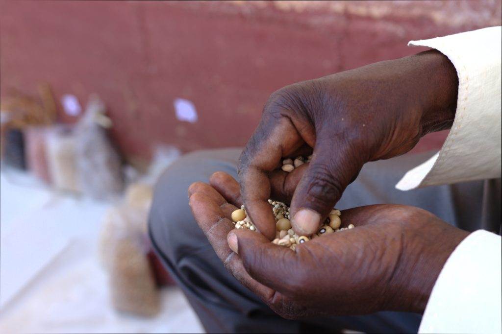 Hands holding seeds
