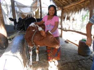Dairy farmers like Rina from Danda, Nepal, rely on a network of distributors to collect and deliver milk, and on sufficient demand for the milk and other dairy products.