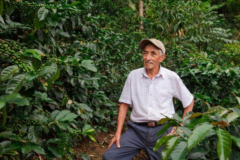 An old man cultivating coffee in a small plantation.