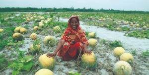 A woman kneeling in a field, symbolizing food insecurity among melon crops.