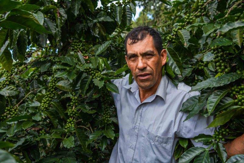 A man cultivating opportunity in a coffee plantation.