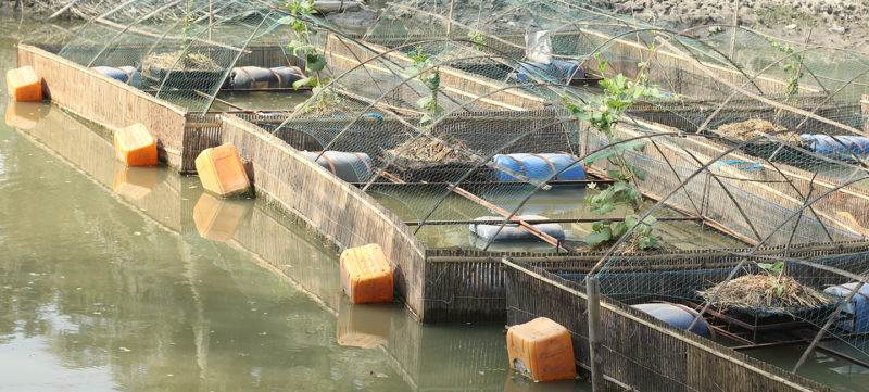 A group of fish cages in a body of water, where hope needs action to flourish.
