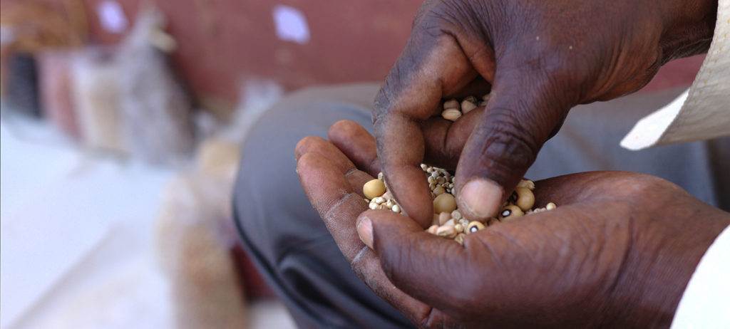 A man is holding a handful of seeds in his hands.