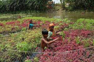 These floating gardens aren’t just beautiful – they mean plentiful food and a decent livelihood for families in flood-prone areas of Bangladesh. 