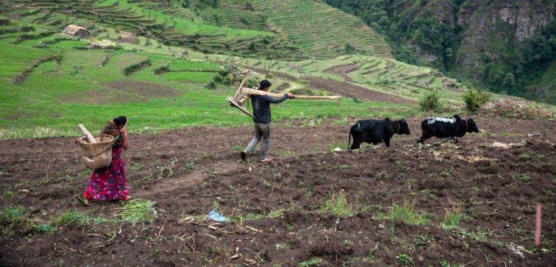 A man and woman are working in a field with cows.