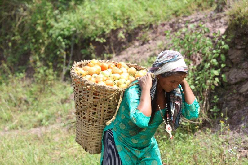 Junmaya carries her harvest up the mountain using a basket that distributes weight between her head and back