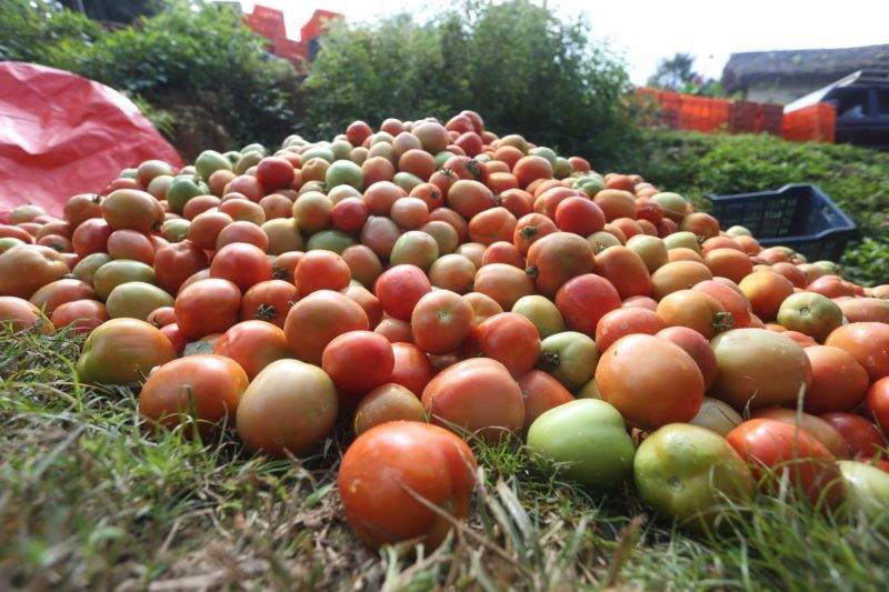 A pile of tomatoes on the ground.