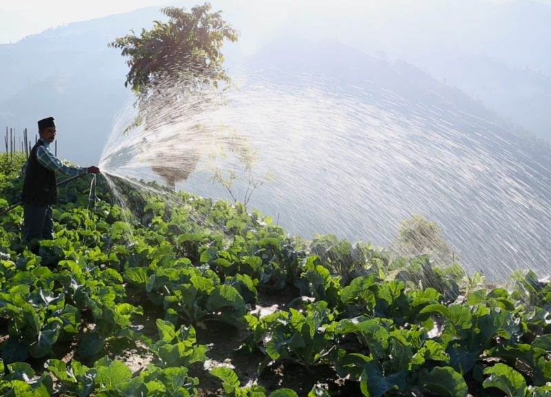 A man spraying water on a field of vegetables.