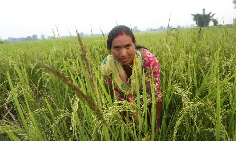 A woman bravely overcomes climate change challenges while standing in a field of rice.