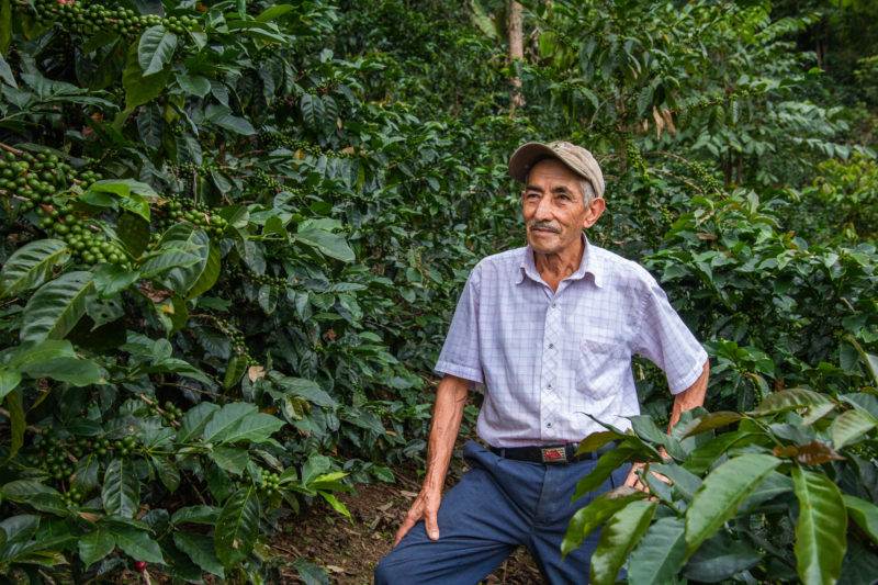 A man standing in the middle of a coffee plantation, showcasing how coffee farming can save the cloud forests of Peru.