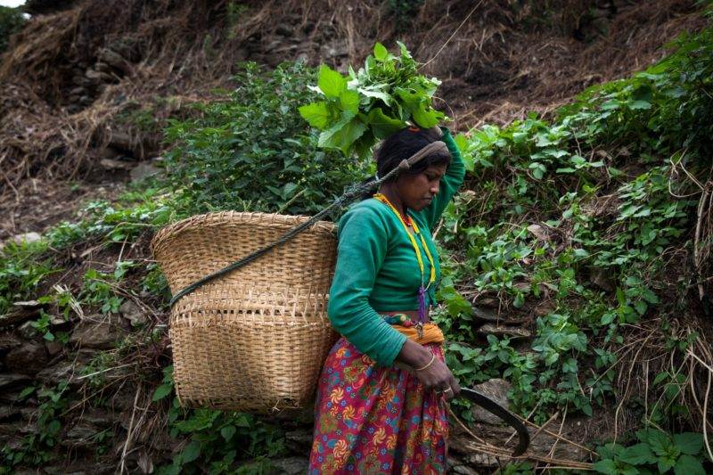 A woman carrying a basket full of medicinal plants in Nepal.