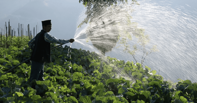 Farmer irrigating his crops