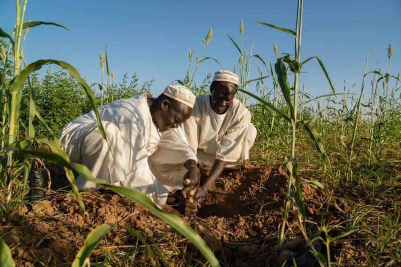 Two men planting corn in a field, adapting to climate change and protecting the planet.